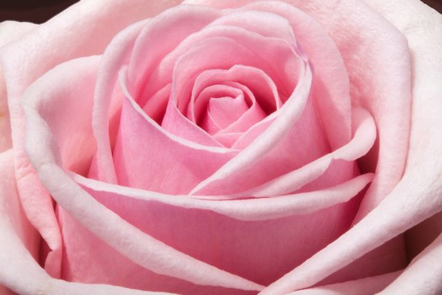 a pink rose - Download Free Stock Photos Pikwizard.com