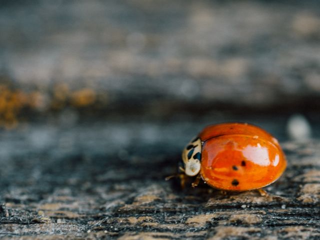 Ladybug ladybird insect - Download Free Stock Photos Pikwizard.com