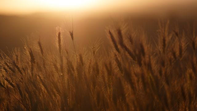 Wheat landscape sunshine close up view - Download Free Stock Photos Pikwizard.com