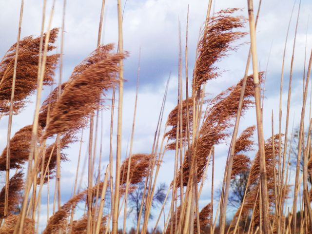 Wind Grass Field - Download Free Stock Photos Pikwizard.com