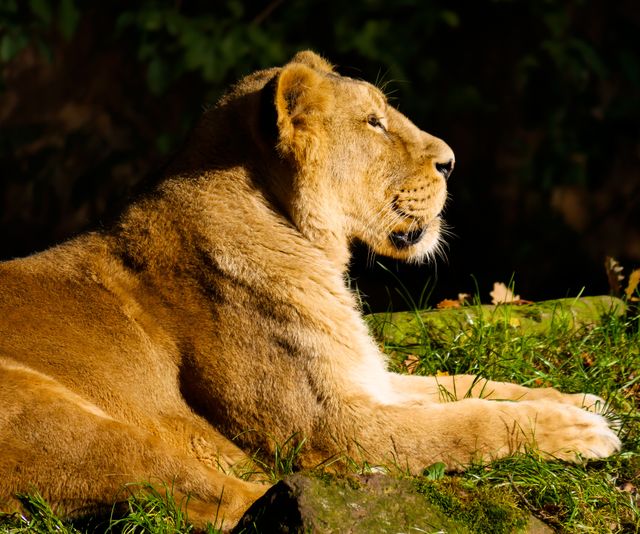 Animal big cat grass lion - Download Free Stock Photos Pikwizard.com