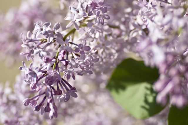 Lilac Flower Floral - Download Free Stock Photos Pikwizard.com