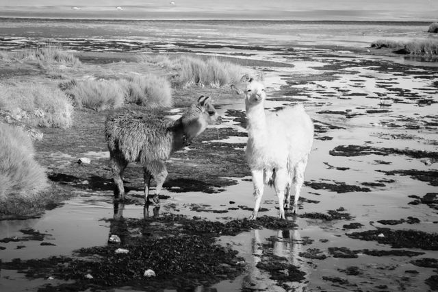 Llamas alpacas animal- Download Free Stock Photos Pikwizard.com