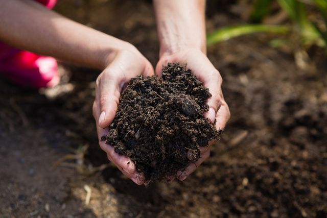Close-up of woman holding soil in garden - Download Free Stock Photos Pikwizard.com
