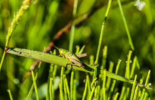 Dew, green and grasshopper - Download Free Stock Photos Pikwizard.com