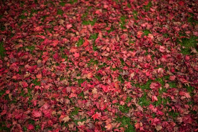 Maple tree leaves fallen on grass - Download Free Stock Photos Pikwizard.com