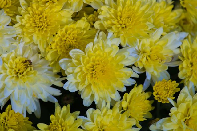Flower Yellow Herb - Download Free Stock Photos Pikwizard.com