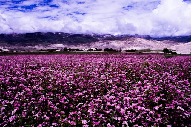 a field of purple flowers - Download Free Stock Photos Pikwizard.com