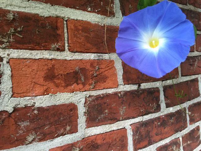 a flower that is growing on a brick wall - Download Free Stock Photos Pikwizard.com
