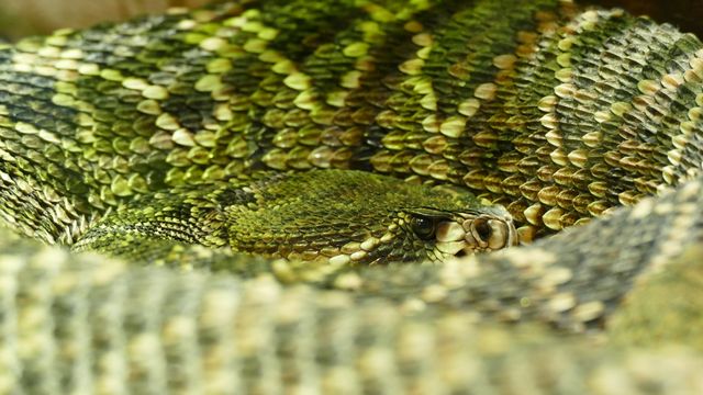 Reptile snake wildlife zoo - Download Free Stock Photos Pikwizard.com
