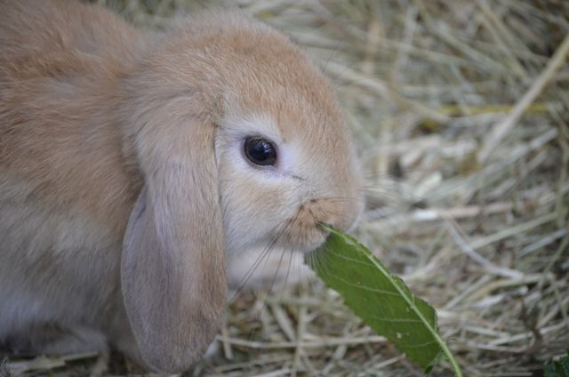 Brown dwarf hare floppy ear food - Download Free Stock Photos Pikwizard.com