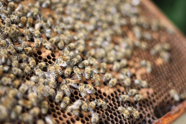 Bees Honeycomb - Download Free Stock Photos Pikwizard.com