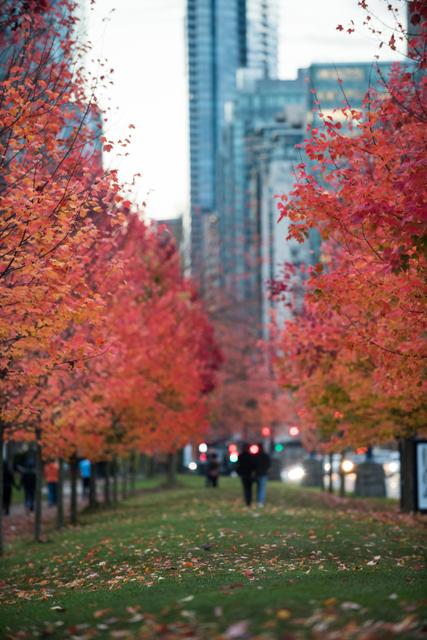Row of maple trees in the city - Download Free Stock Photos Pikwizard.com