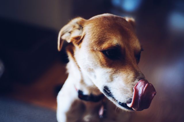 Beagle Hound Hunting dog - Download Free Stock Photos Pikwizard.com