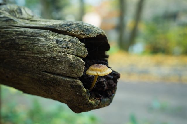 Autumn close up fall forest mushroom - Download Free Stock Photos Pikwizard.com