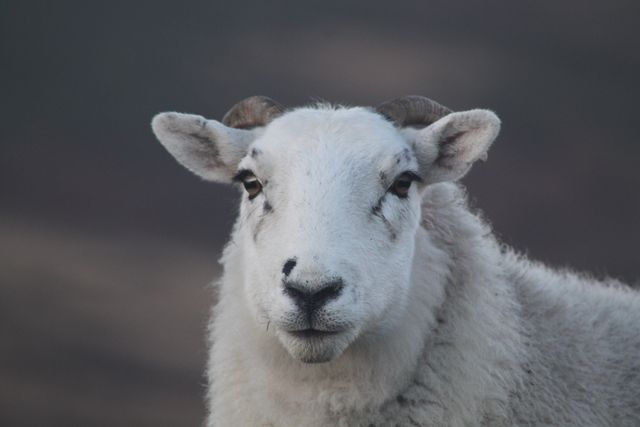 Sheep Simpleton Animal - Download Free Stock Photos Pikwizard.com