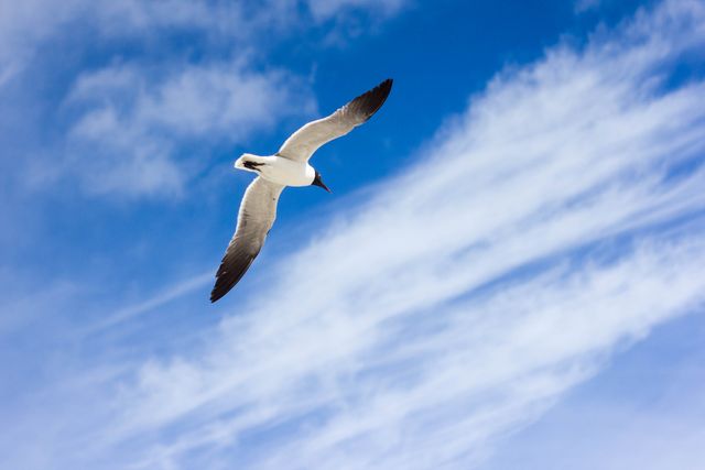 Animal flying bird clouds - Download Free Stock Photos Pikwizard.com