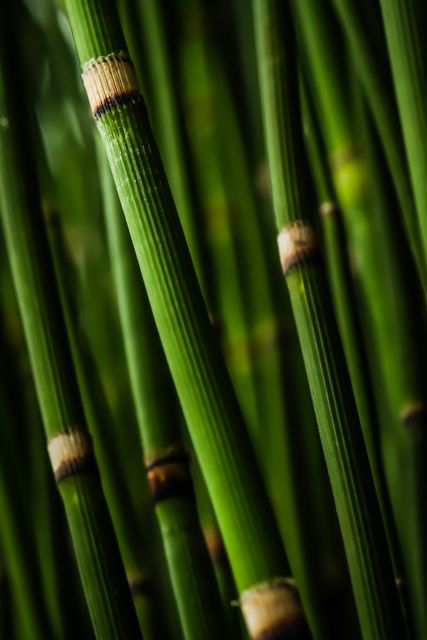 Bamboo tree close up green - Download Free Stock Photos Pikwizard.com