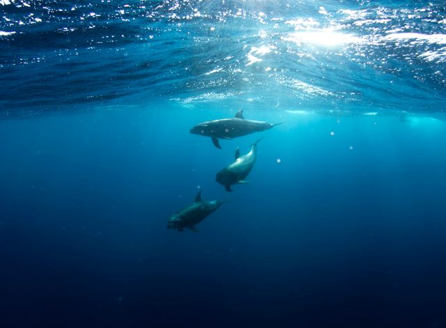 Underwater blue dolphins  - Download Free Stock Photos Pikwizard.com