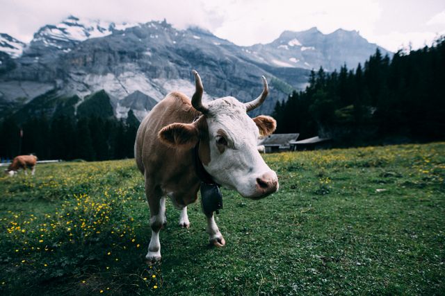 White and Brown Cow Near Mountain during Daytime - Download Free Stock Photos Pikwizard.com