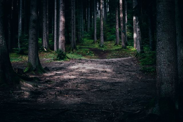 a dark forest path - Download Free Stock Photos Pikwizard.com