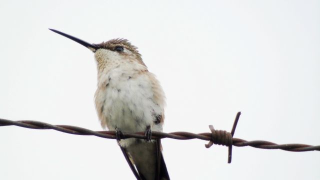 Bird hummingbird - Download Free Stock Photos Pikwizard.com