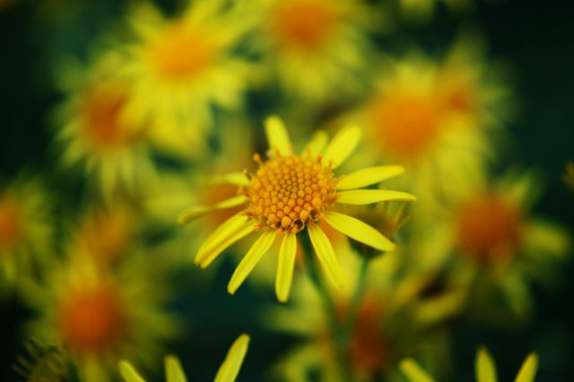 Yellow and Orange Petal Flower - Download Free Stock Photos Pikwizard.com