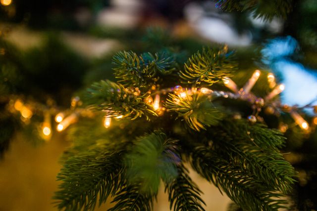 Christmas tree lights - Download Free Stock Photos Pikwizard.com