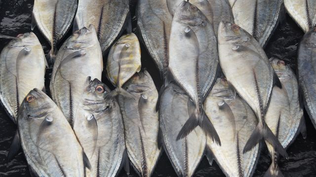 Fischer fish fishing market - Download Free Stock Photos Pikwizard.com