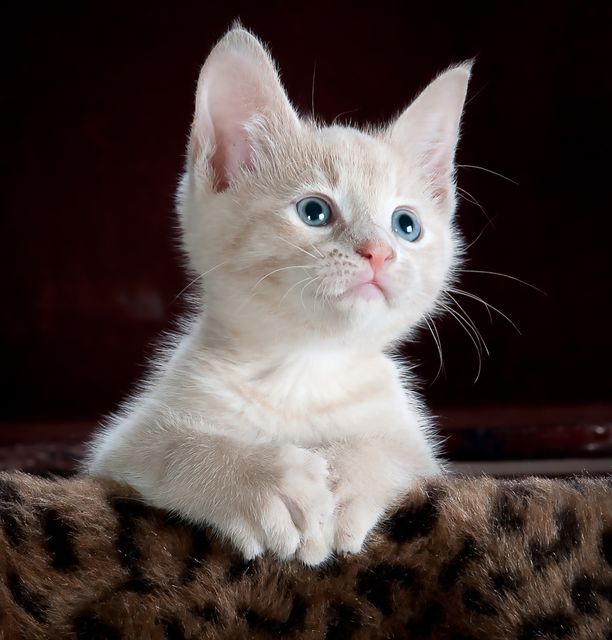 a kitten with blue eyes - Download Free Stock Photos Pikwizard.com