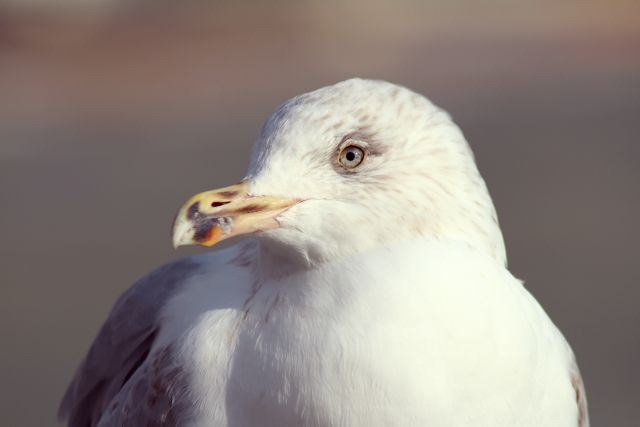Bird Feather Albatross - Download Free Stock Photos Pikwizard.com