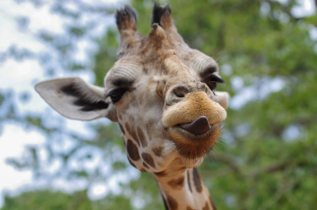 Giraffe Mammal Animal - Download Free Stock Photos Pikwizard.com