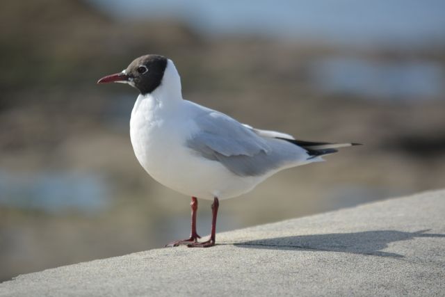 Bird animal seagull gull - Download Free Stock Photos Pikwizard.com