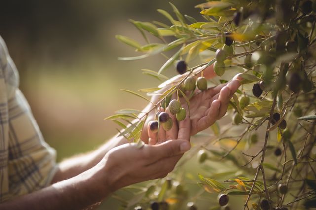 Mid section of man touching olives growing at farm - Download Free Stock Photos Pikwizard.com
