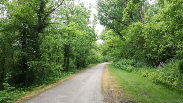 a dirt road that is surrounded by trees - Download Free Stock Photos Pikwizard.com