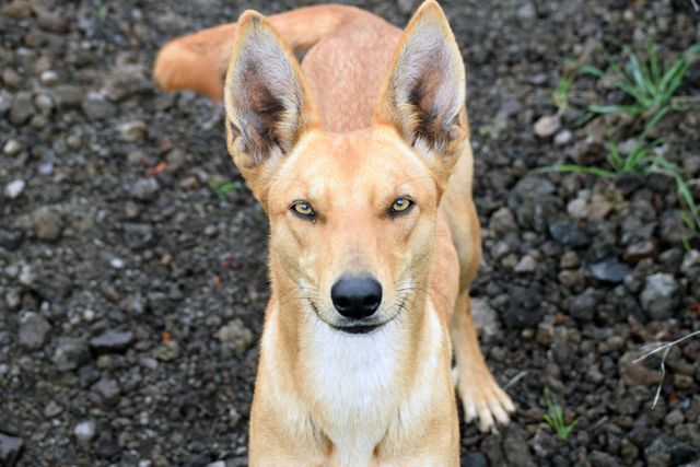 Dingo Wild dog Canine - Download Free Stock Photos Pikwizard.com