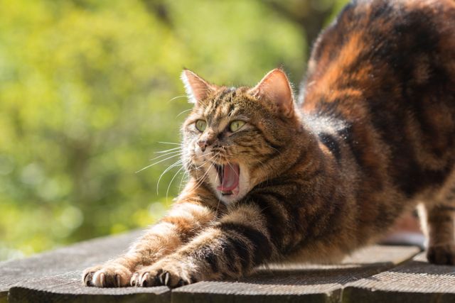 a cat yawning - Download Free Stock Photos Pikwizard.com