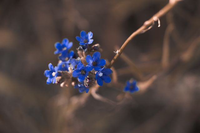 Macro Photography of Blue Petaled Flower - Download Free Stock Photos Pikwizard.com