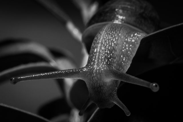 Snail slug black and white- Download Free Stock Photos Pikwizard.com
