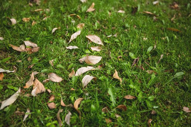 Dry leaves fallen on green grass - Download Free Stock Photos Pikwizard.com