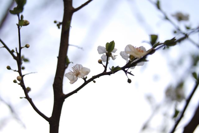 Nature flowers spring cherry blossom - Download Free Stock Photos Pikwizard.com