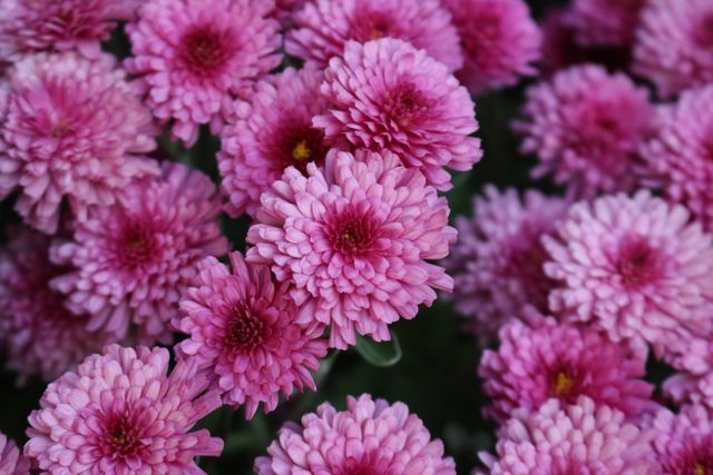 Pink Flower Flowers - Download Free Stock Photos Pikwizard.com