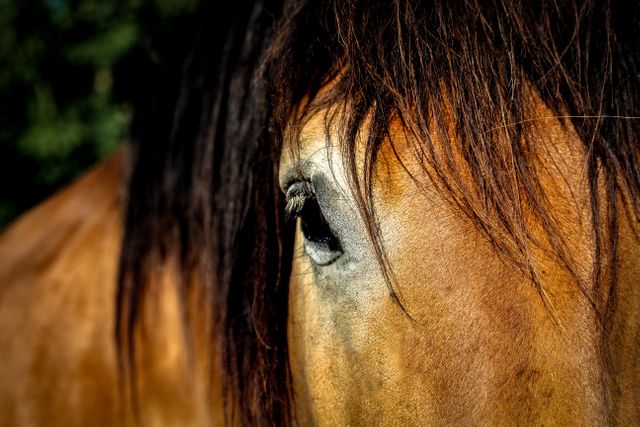 a horse's eye - Download Free Stock Photos Pikwizard.com