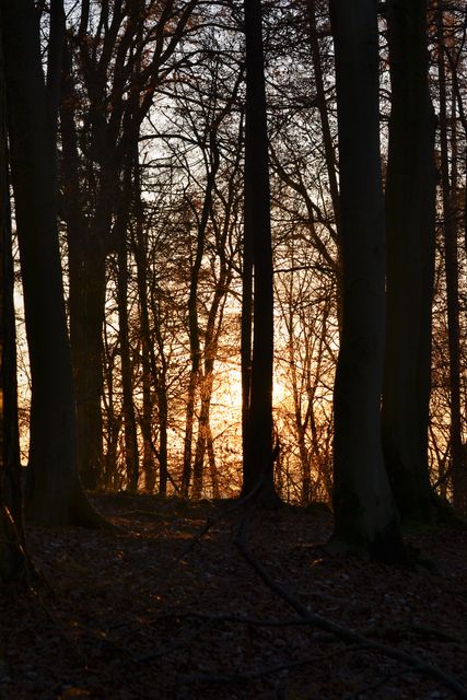 Autumn forest sunset trees - Download Free Stock Photos Pikwizard.com