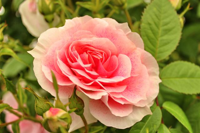 Close-up of Pink Flower - Download Free Stock Photos Pikwizard.com