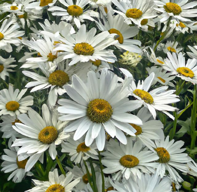 Close up of multiple white daisies over grass and blurred background. Spring, nature and growth concept.