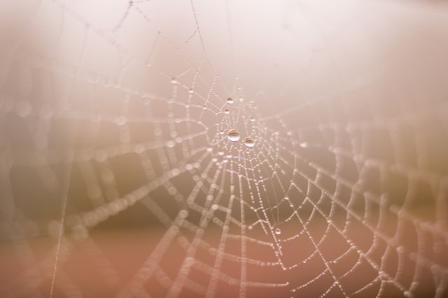 Spider web dew raining - Download Free Stock Photos Pikwizard.com