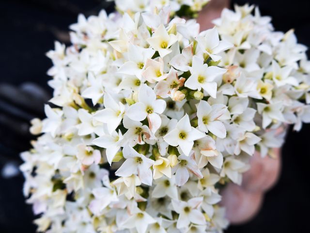 a person holding a bunch of white flowers - Download Free Stock Photos Pikwizard.com