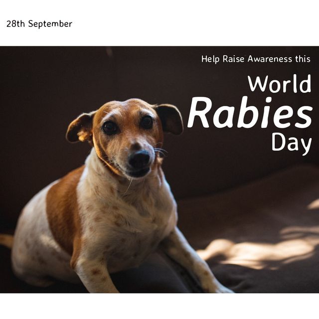 World rabies day text banner against a dog sitting on a blanket. World rabies day awareness concept