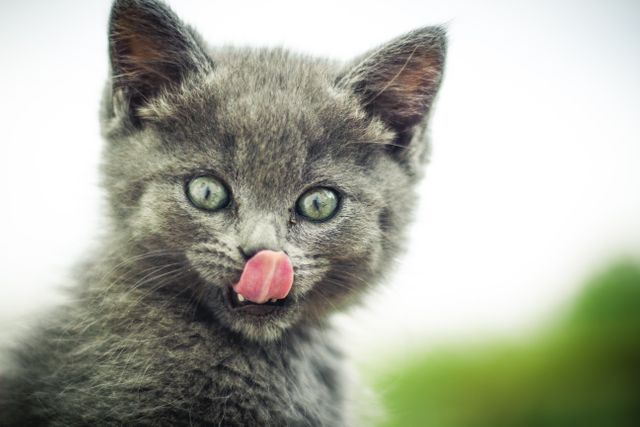Hungry Kitten Kitty Cat - Download Free Stock Photos Pikwizard.com